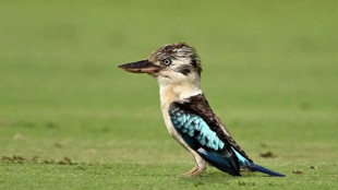 Científicos encuentran sorprendente inversión de sexo en aves australianas