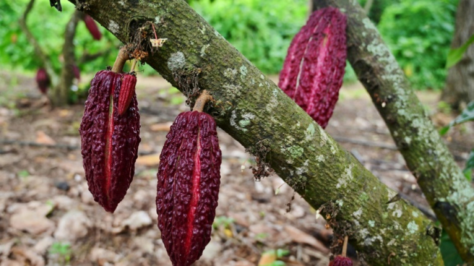 Nestle unveils method to boost cocoa yields as climate change hits