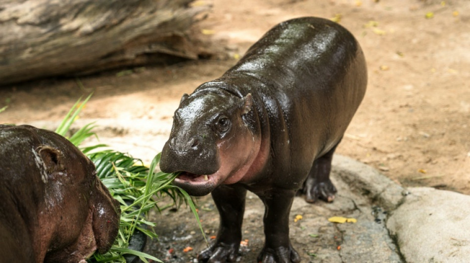 Tha&iuml;lande: l'homme qui s'&eacute;tait introduit dans l'enclos d'une hippopotame condamn&eacute; &agrave; une amende