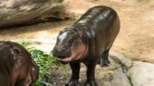 Tha&iuml;lande: l'homme qui s'&eacute;tait introduit dans l'enclos d'une hippopotame condamn&eacute; &agrave; une amende
