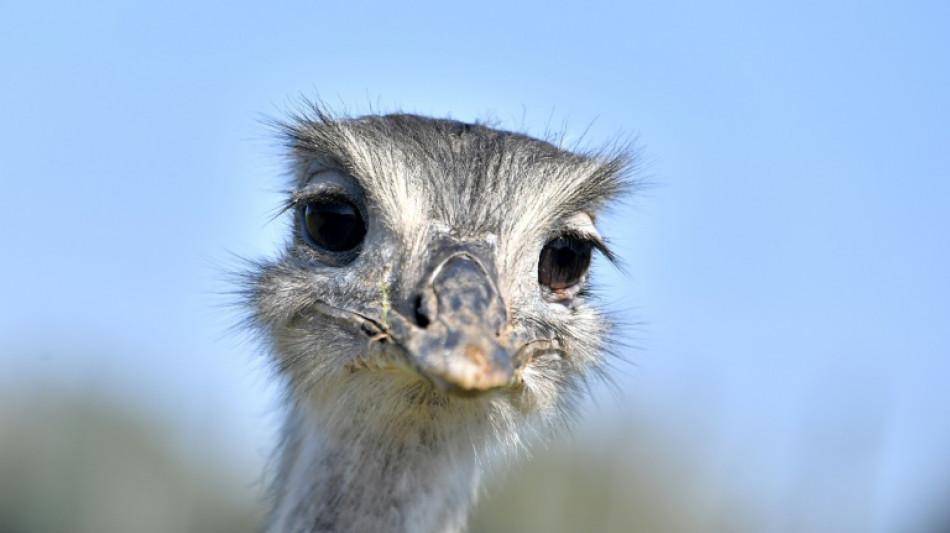 Trotz Luftaufklärung mit Drohnen: Entlaufener Nandu in Niedersachsen verschollen
