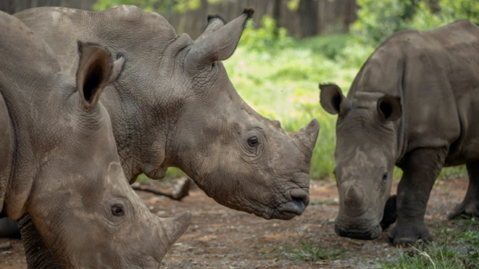 Afrique du Sud: reprise du braconnage de rhinocéros