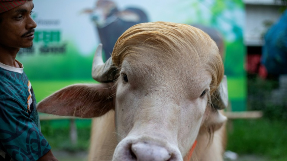 'Trump' buffalo spared sacrifice, sent to Bangladesh zoo