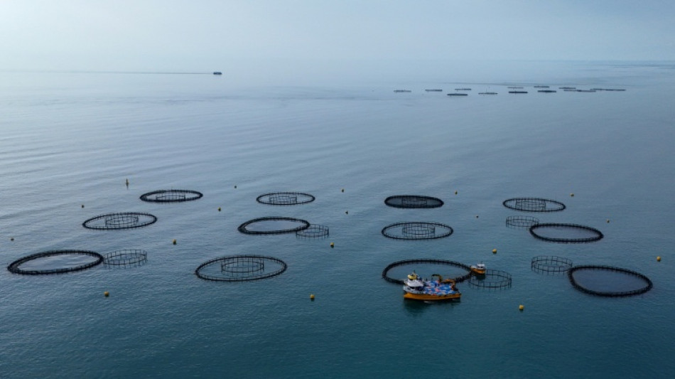 El "salmón turco", el nuevo oro rosa del mar Negro