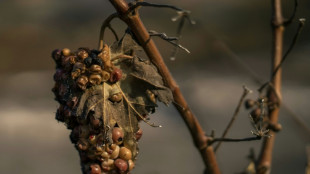 Annie Genevard annonce un fonds d'urgence sur les vignobles de l'Aude sinistr&eacute;s par le feu