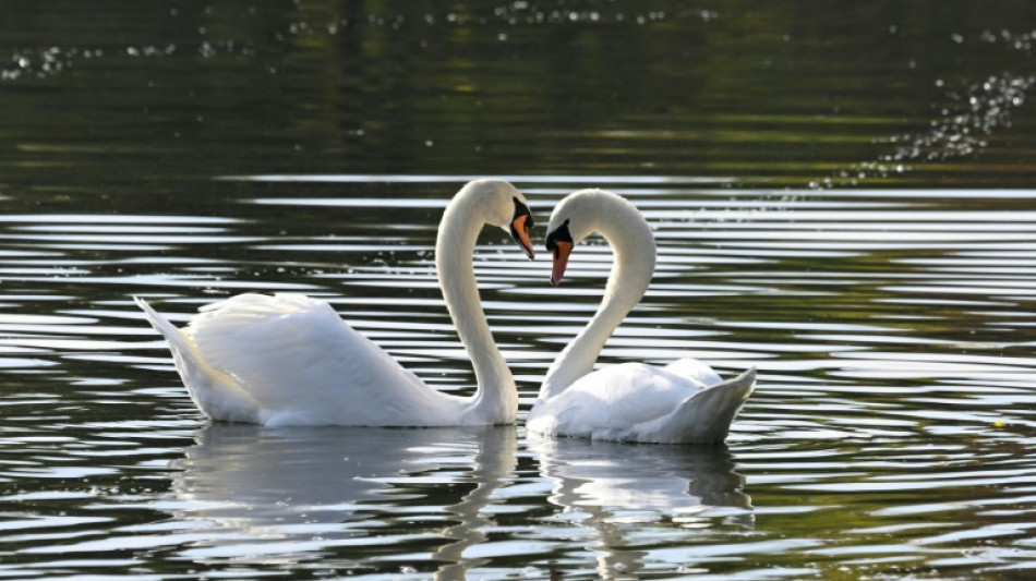 Einsatzkräfte retten in Nordrhein-Westfalen sieben Schwäne von Bahngleisen