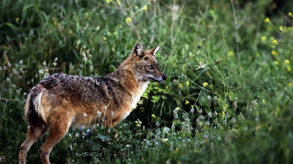 Goldschakal tötet fast 80 Lämmer auf Sylt - Behörden bereiten Abschuss vor