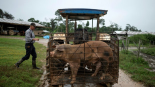 Flechas contra tractores: la expansión menonita aviva la pugna en la Amazonía peruana 