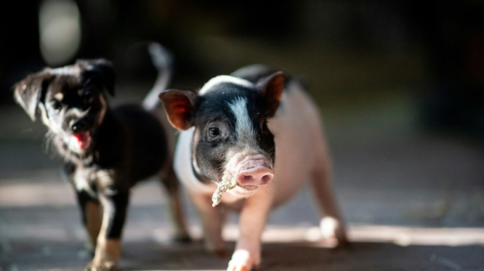 Rheinland-pfälzisches Gericht verbietet Haltung von Minischweinen in Wohngebiet