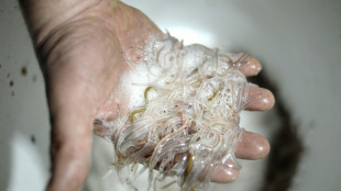 Val-de-Marne: jusqu'&agrave; cinq ans de prison ferme pour un trafic de civelles