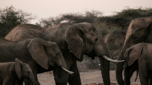 Kenia abre una investigaci&oacute;n por la muerte de 15 elefantes en un parque nacional