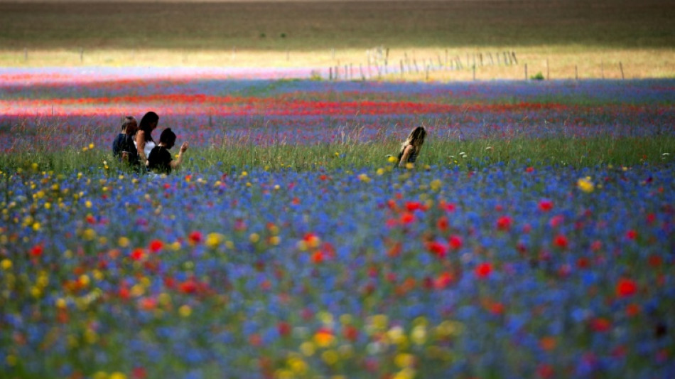 Feldrittersporn ist Blume des Jahres 2026 - Stiftung warnt vor Artenschwund