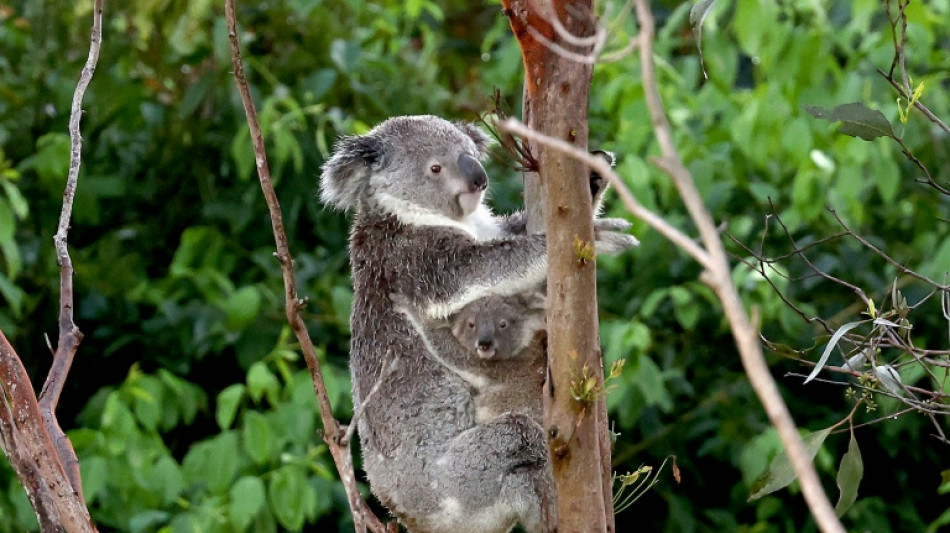 Even moderately hot days raise risk of koala deaths: study