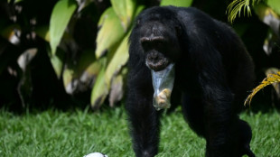 Colômbia envia seu último chimpanzé em cativeiro para santuário no Brasil