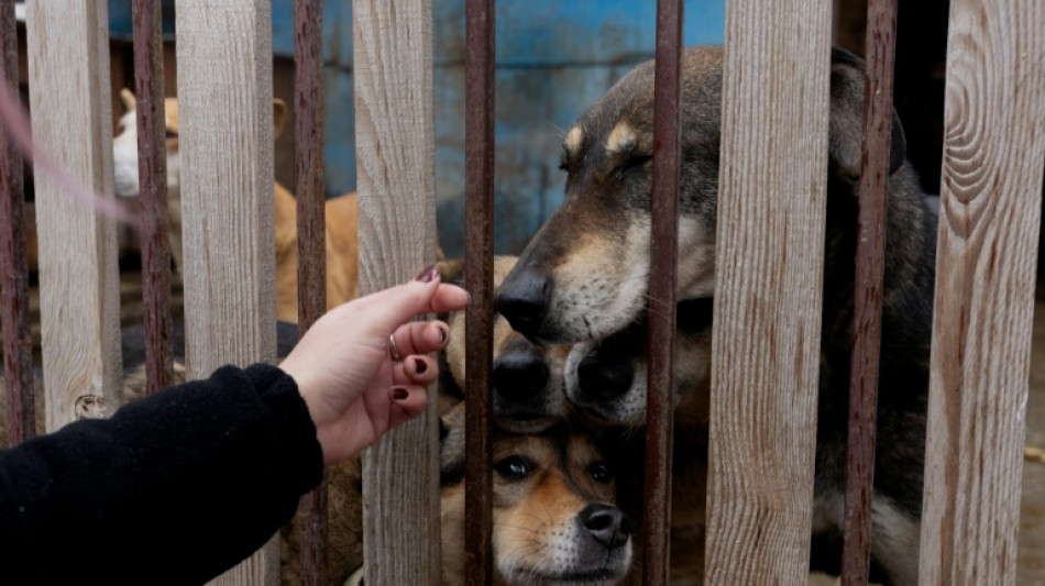 Russian drone hits Ukrainian animal shelter