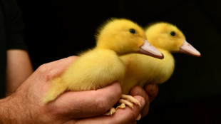 Skeptische Entenmutter verfolgt Rettungstransport für Küken in Hessen zu Fuß