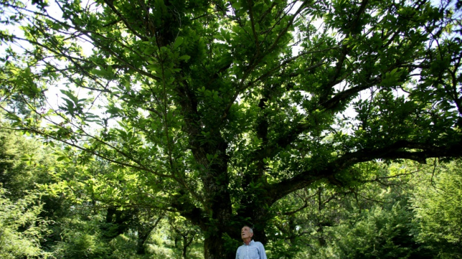 En Albanie, les ch&acirc;taigniers ravag&eacute;s par une gu&ecirc;pe chinoise