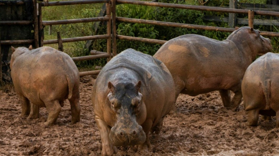 End of the road in Colombia for Escobar's 'cocaine' hippos? 