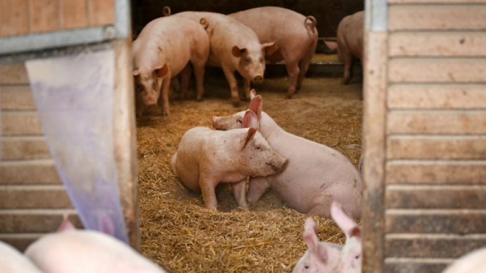 China k&uuml;ndigt "Antidumping"-Z&ouml;lle auf Schweinefleisch aus der EU an