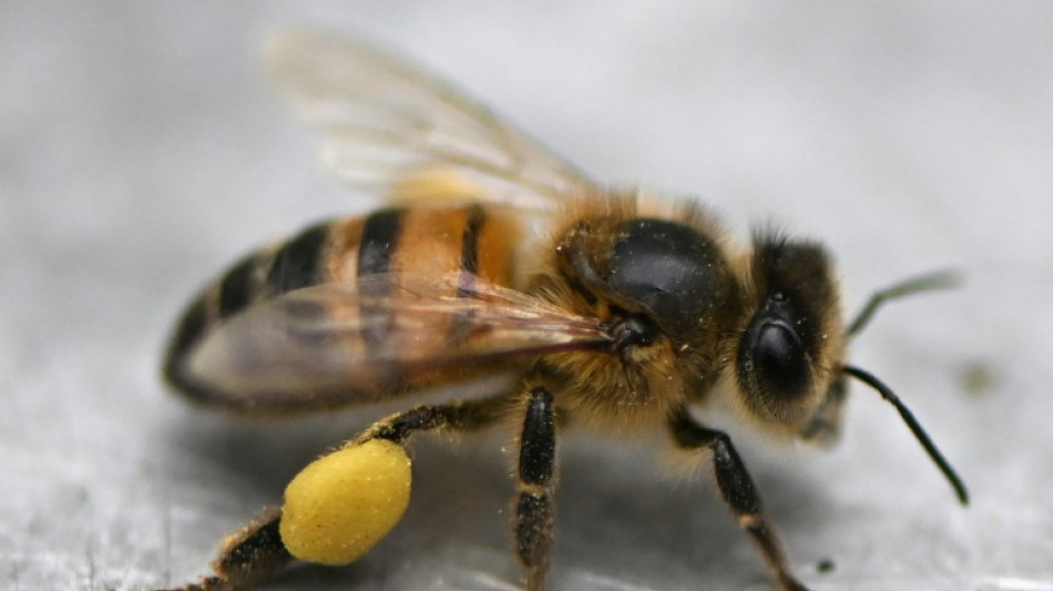 Investigadores colombianos patentan f&oacute;rmula para proteger a las abejas de los insecticidas
