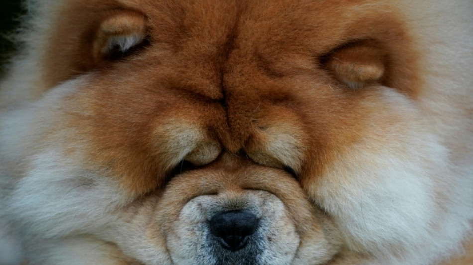 Les chiens aussi en deuil apr&egrave;s la perte d'un cong&eacute;n&egrave;re