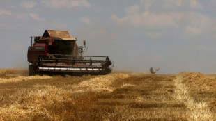 Modelos clim&aacute;ticos subestiman el riesgo de malas cosechas simult&aacute;neas, seg&uacute;n un estudio