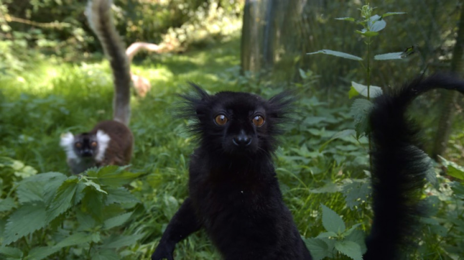 Alpha males are rare among our fellow primates: scientists