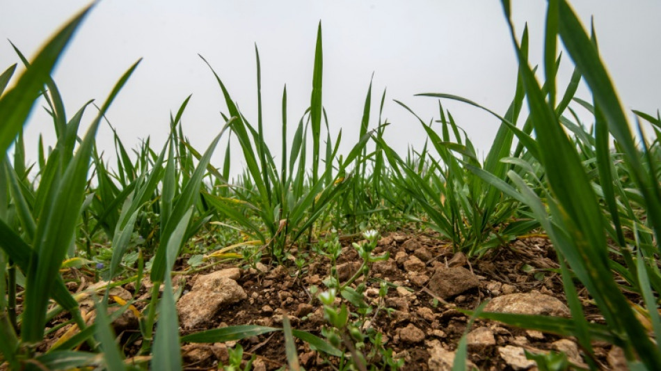 The scientists helping farmers kick the chemical habit