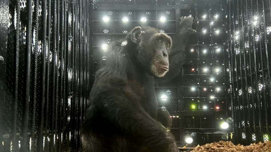 Yoko, el chimpanc&eacute; solitario de Colombia que se reencuentra con su especie en Brasil