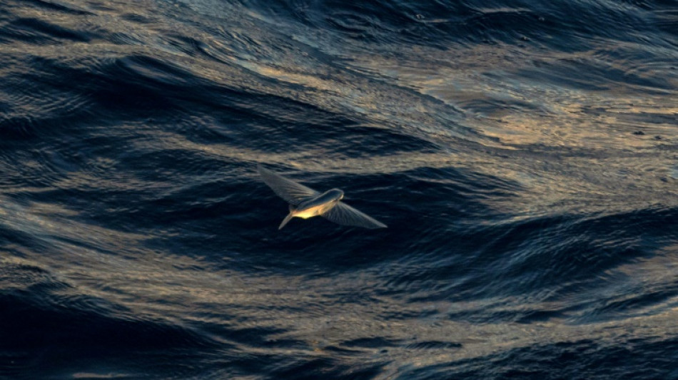 Qu'est-ce que le traité pour protéger la haute mer ?