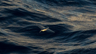 What is the high seas treaty?