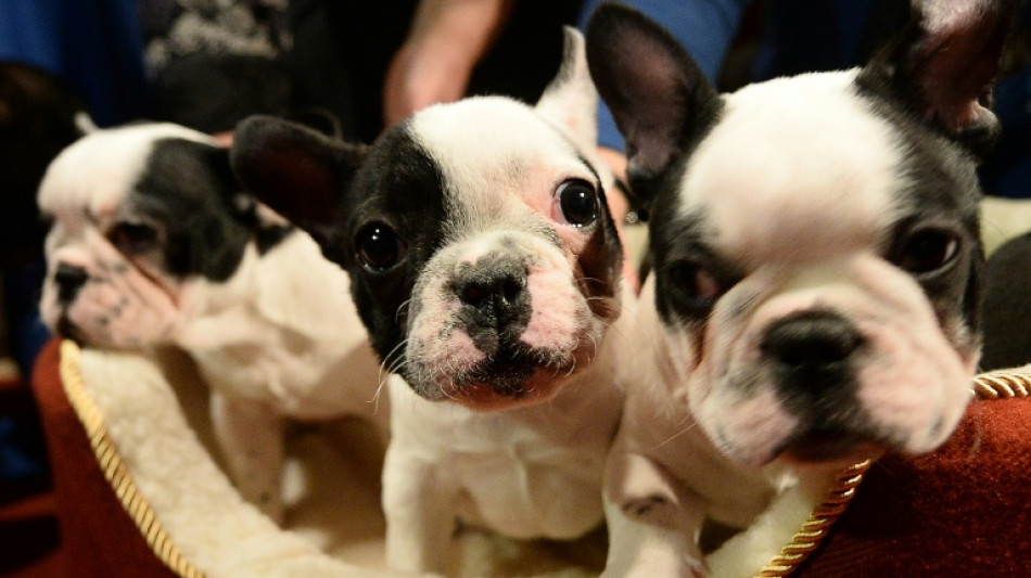 Hundewelpen zu fr&uuml;h von Mutter getrennt: Berliner Gericht untersagt Tierhaltung