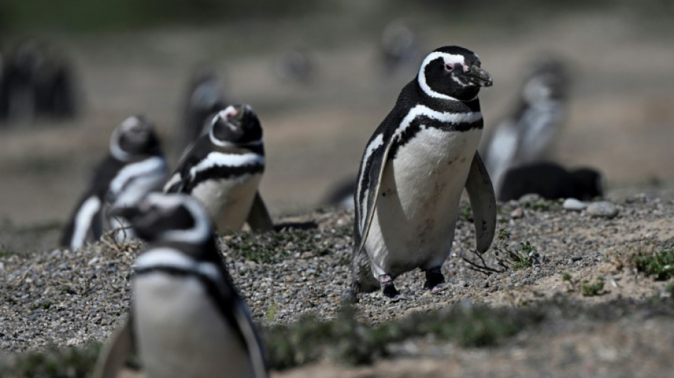 Fazendeiro &eacute; condenado na Argentina por matan&ccedil;a de centenas de pinguins