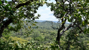 Endangered across west Africa, leopards thrive in I.Coast reserve