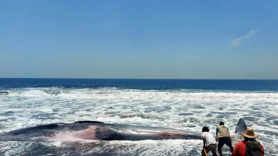 Hallan muerta una ballena de 13 metros en playa pacífica de Guatemala