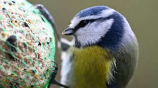 Mehr Meisen bei bundesweiter Zählaktion "Stunde der Wintervögel" registriert