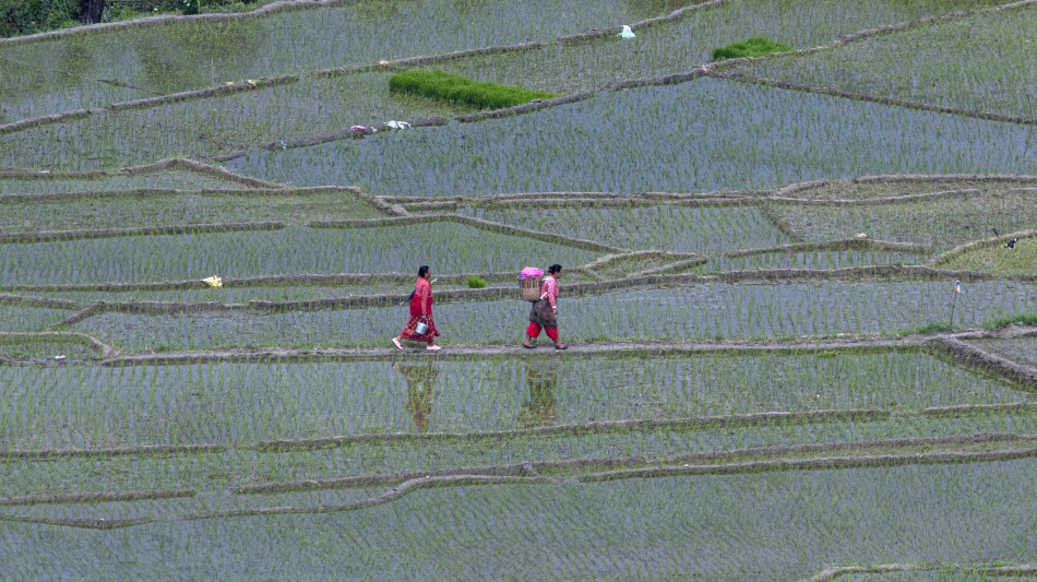Svelati i segreti genetici del riso, arma contro crisi climatica