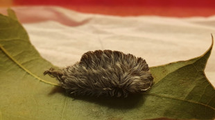 El "traum&aacute;tico" veneno de una oruga se origina en una bacteria