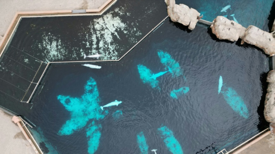 El parque tem&aacute;tico Marineland obtiene permiso provisional para vender 30 ballenas a EEUU